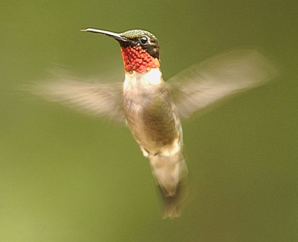 hummingbirds in davidson north carolina davidson lands hummingbirds in davidson north carolina davidson lands